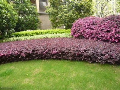 道法自然丨景觀設(shè)計中花灌木的種植要求