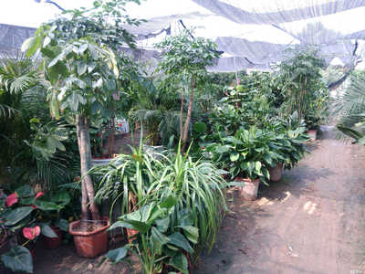 杭州中吉園林綠化工程招聘信息_公司前景_規(guī)模_待遇怎么樣