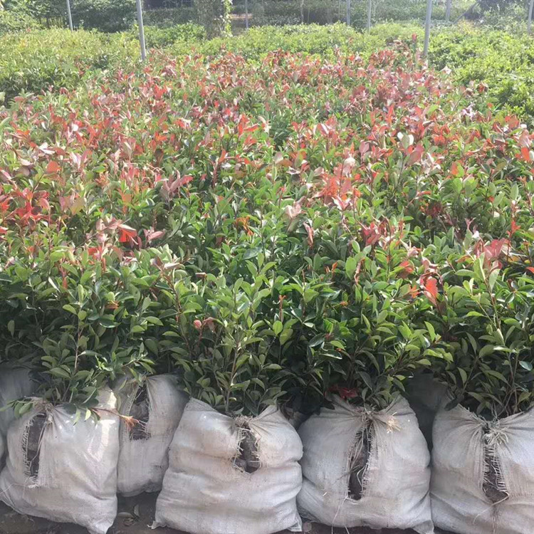 武漢?？祱@林 石楠樹苗 紅葉石楠樹苗木工地小區(qū)籬笆綠化100盆