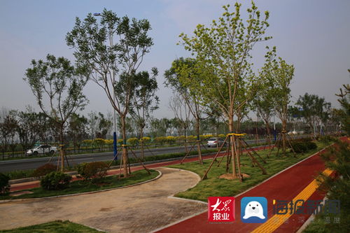 30項園林綠化項目98 以上成活率 濱州積極探索 五字訣 園林綠化模式